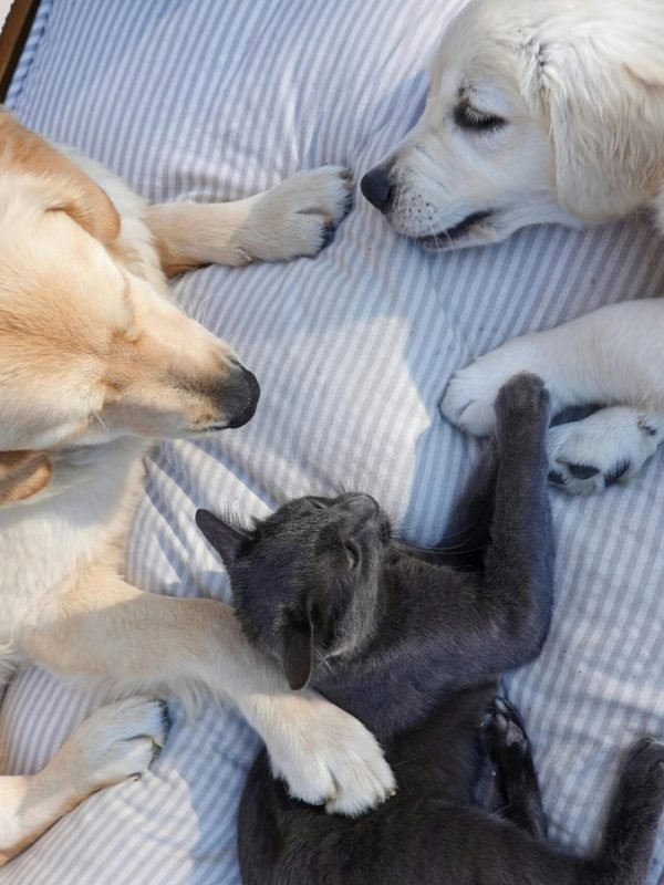 Pet Products
